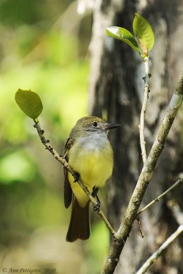 Great-crested Flycatcher