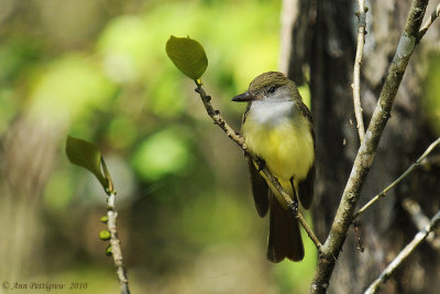 Great-crested Flycatcher