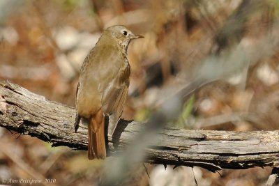 Hermit Thrush