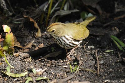 Ovenbird