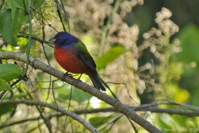 Painted Bunting