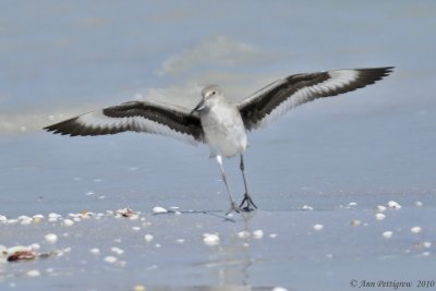 Willet