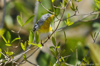 Northern Parula