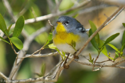 Northern Parula