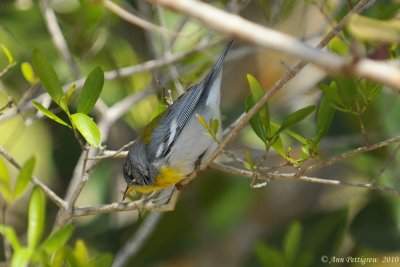 Northern Parula