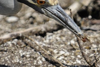 Yellow-crowned Night-Heron