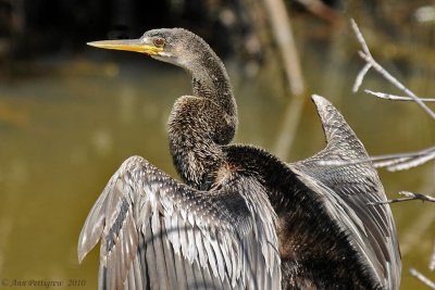 Anhinga