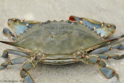 Blue Crab