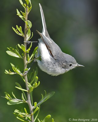 Blue-gray Gnatcatcher