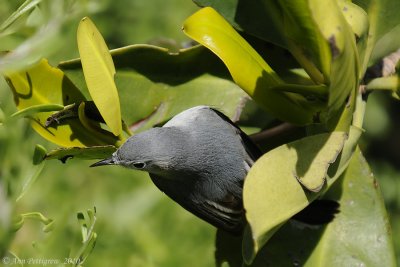 Blue-gray Gnatcatcher