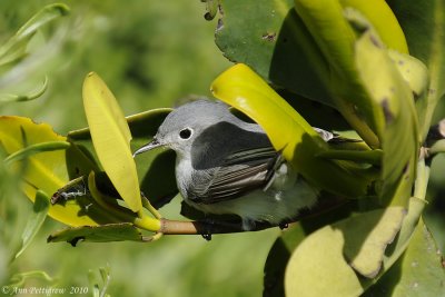 Blue-gray Gnatcatcher