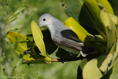 Blue-gray Gnatcatcher