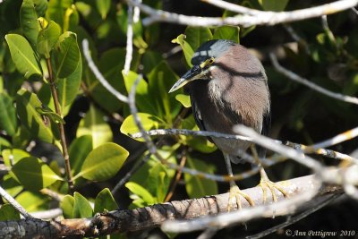 Green Heron