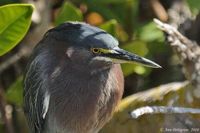 Green Heron