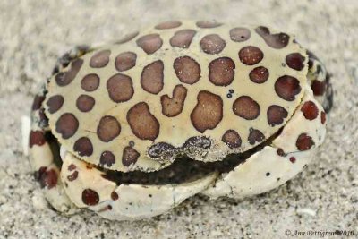 Gulf Calico Crab