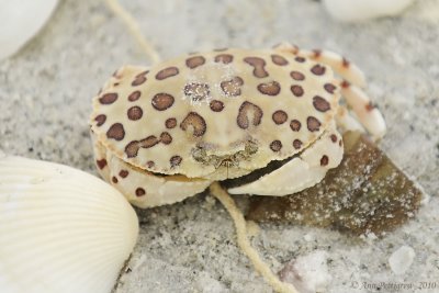 Gulf Calico Crab