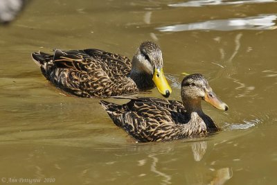 Mottled Ducks