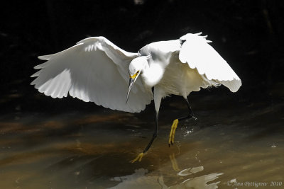 Snowy Egret