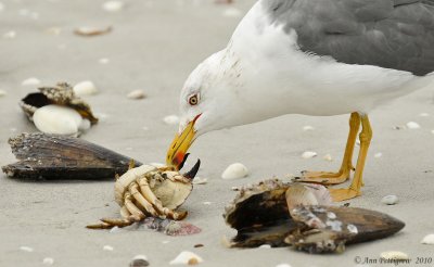Herring Gull with Stone Crab