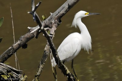 Snowy Egret