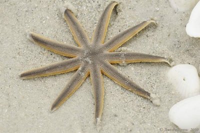 Starfish