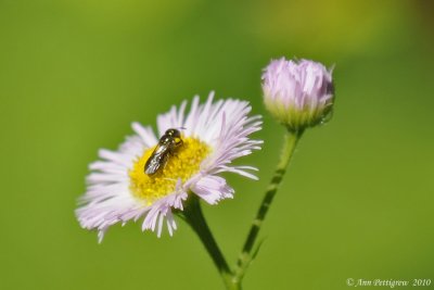 Bee on Fleabane