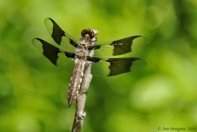 Common Whitetail (Immature Male)