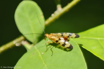 Scorpionfly (Panorpa helenea)