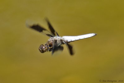 Common Whitetail (Male)