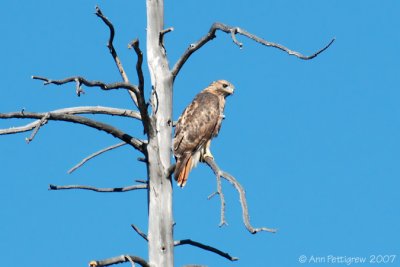 Red-tailed Hawk