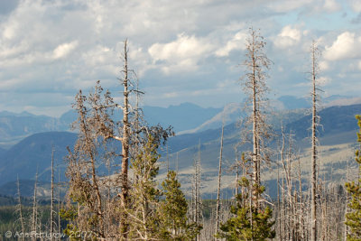 Yellowstone Sky