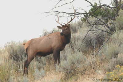 Bull Elk