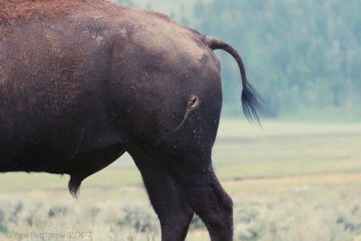 Bison with Gore Wound