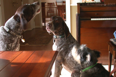 Howling Session