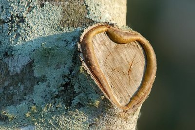 Heart of the Tree