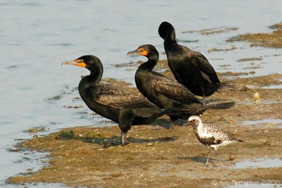 Double-crested Cormorants & Black-bellied Plover