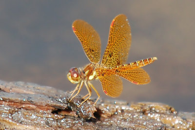 Eastern Amberwing