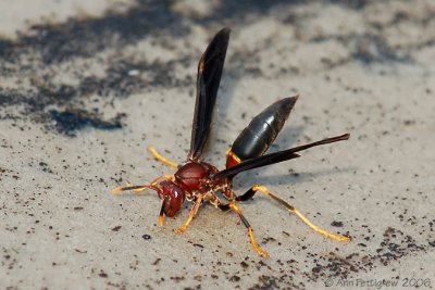 Paper Wasp (Polistes annula)