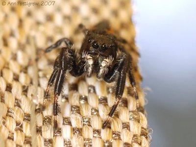 Jumping Spider sp.