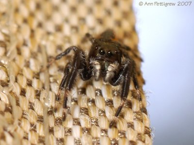 Jumping Spider sp.