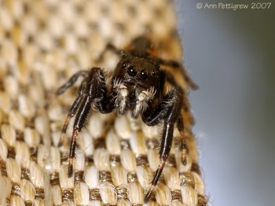 Jumping Spider sp.