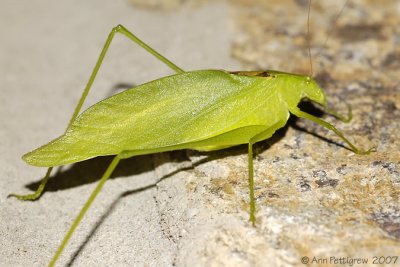 Katydid