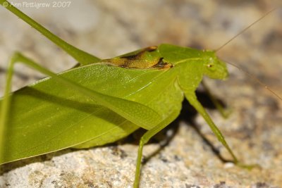 Katydid