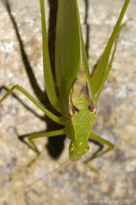 Katydid