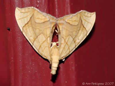 Lesser Grapevine Looper Moth