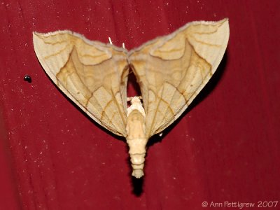 Lesser Grapevine Looper Moth