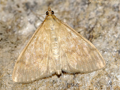 Moth sp.