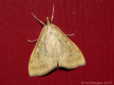 Moth sp.