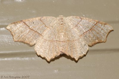 Oak Besma Moth
