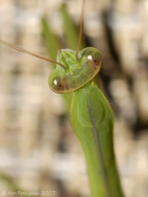 Praying Mantis